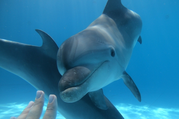 Плавание с дельфинами 3 круга