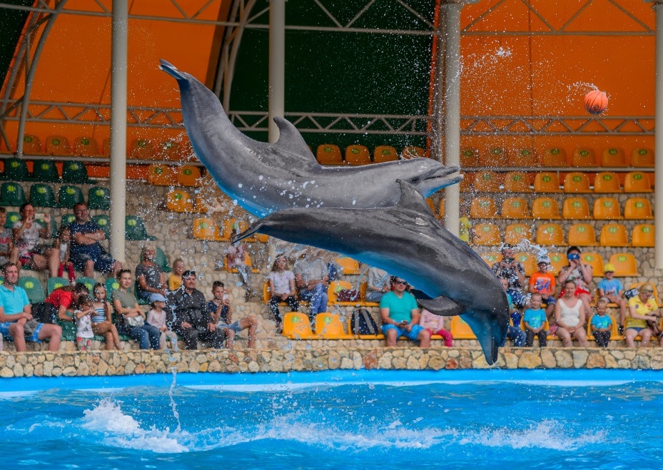 Билет в дельфинарий для жителей Черноморского района (скидка 50%)